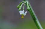 Black nightshade